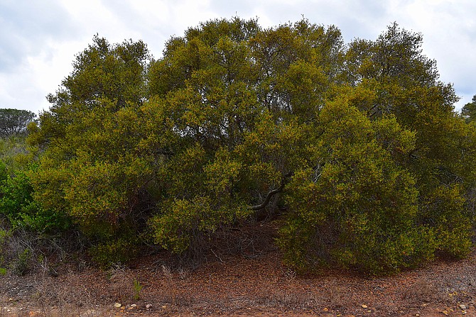 Large, floriferous scrub oak (Quercus dumosa) specimen at Lake Miramar, May 12th, 2018.
