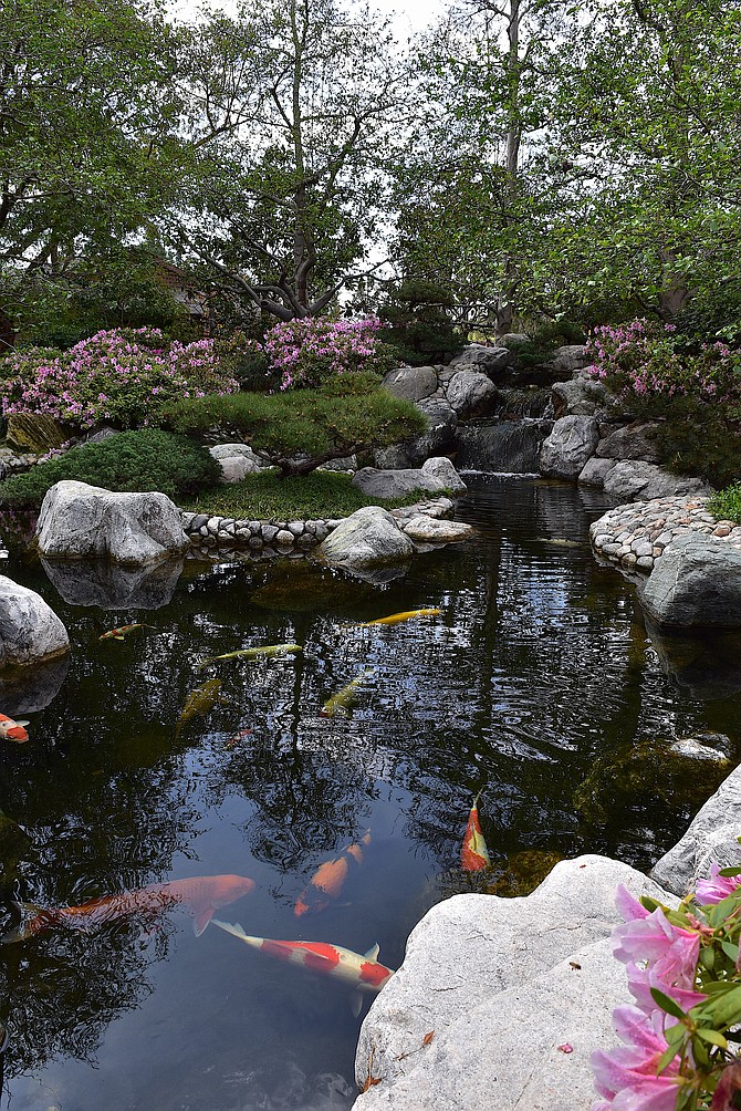 Koi pond surrounded by stones, azaleas, white alder trees at Japanese Friendship Garden, Balboa Park, March 2018.