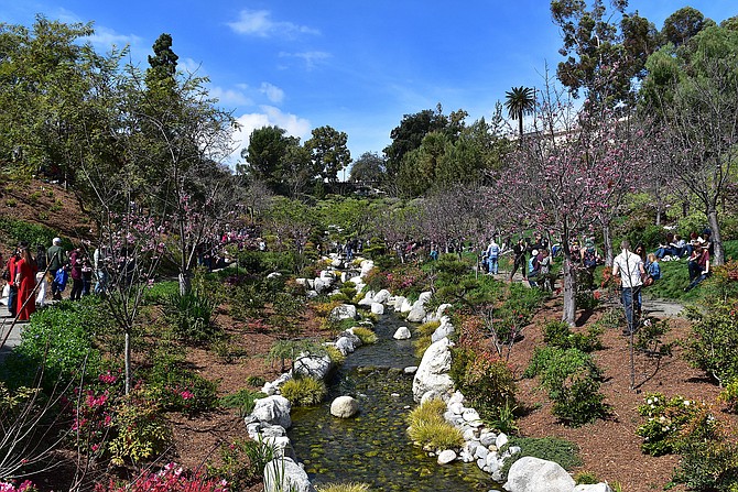 Cherry Blossom Festival, Japanese Friendship Garden at Balboa Park, March 2018.