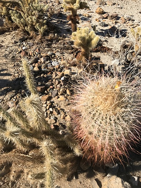  Beware of cholla and cactus spines on the trail