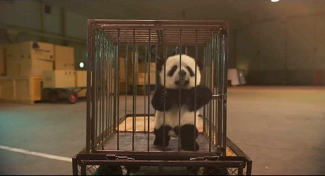 It was the otherwise unclean Show Dogs, with it’s subplot about panda smugglers, that led me to Project X. The rest was elementary.