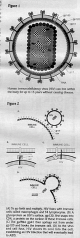 Figure 1. Human Immunodeficiency virus (HIV) can live within the body for up to 15 years without causing disease.

Figure 2 (A) To go forth and multiply, HIV fuses with Immune cells called macrophages and T4 lymphocytes. (B) A glycoprotein on HIVs surface, gpl 20. first snaps Into CD4. a protein on the surface of these Immune cells. (Q The gafflike gp41 then springs out from under gpl20 and hooks the Immune cell. (D) As the virus and cell fuse. HIV shoots Its core Into the cell, establishing an HIV Infection that will eventually lead to AIDS.