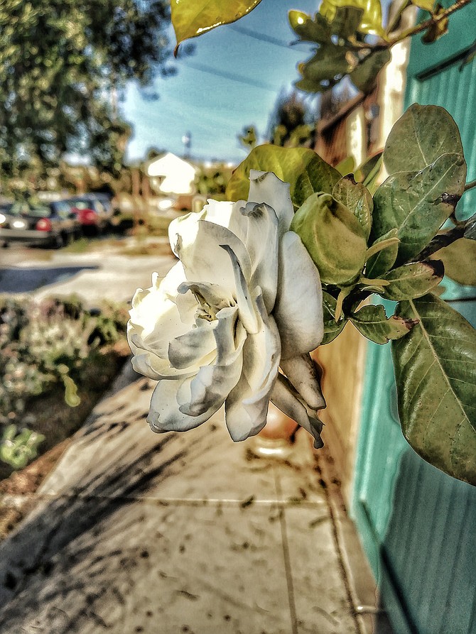 Kensington rose