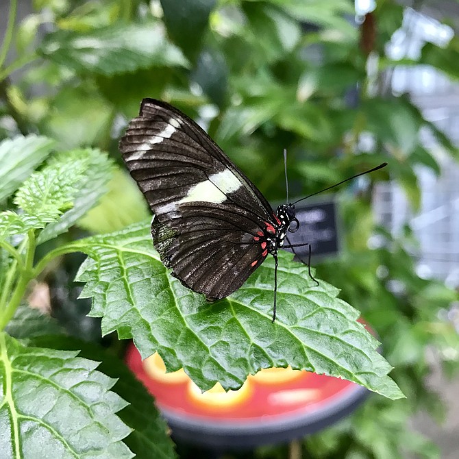 Butterfly at the Academy of Sciences