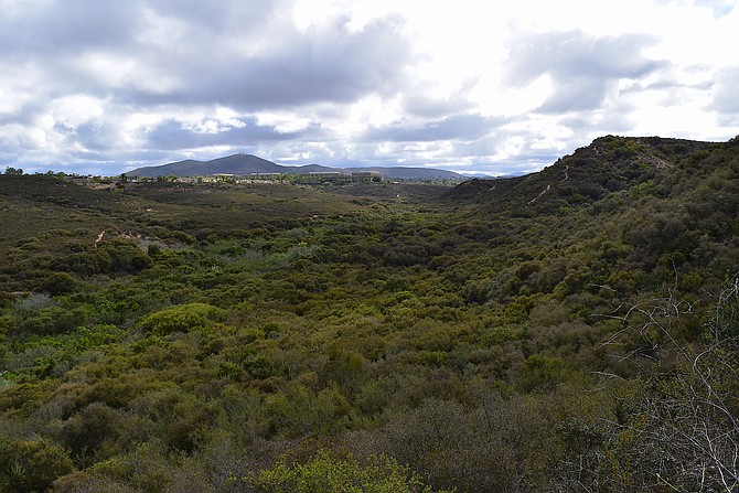 Verdant native chaparral habitat, even during severe drought, looking east toward Black Mountain from Del Mar Mesa, Carmel Valley, May 2018