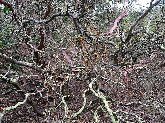 The tangled trunk of an old-growth Mission manzanita (Xylococcus bicolor), covered in lichen, at Del Mar Mesa, Carmel Valley, May 25th, 2018
