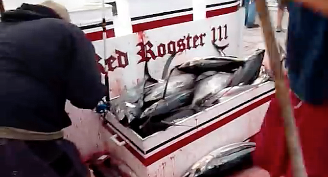 From YouTube video of 2010 Red Rooster III albacore trip
