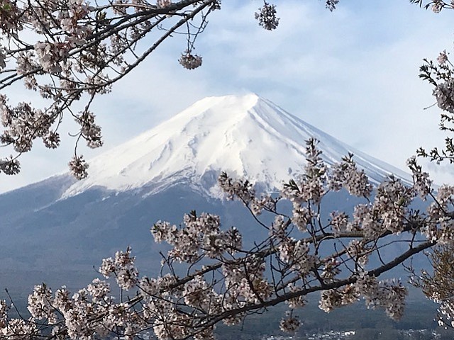 Mount Fuji and cherry blossoms.
