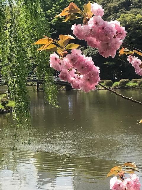 Cherry blossoms, Shinjuku Gyoen National Garden, Tokyo.