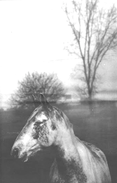 Third Award,Portrait of an Ugly Horse, Color, Thomas B. Szalay, Carlsbad