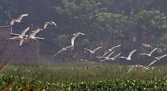 Egrets in flight
