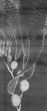Throughout 1983 and 1984 “the kelp curlers would eat off all the blades, so you would see stipes [stalks] with just the floats. Whole areas at the south end of the Point Loma forest were completely denuded.”