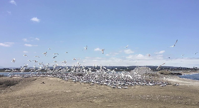 "There are almost 12,000 Elegant tern nests."
