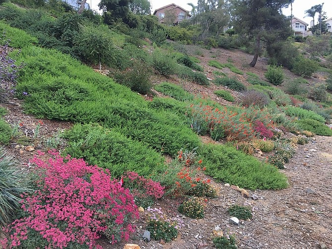 Slope planted with California native plants in our community.  Red buckwheat, California fuchsia, Coyote bush, Ceanothus, Bush poppy, Wayne Roderick daisy Salvia "Pozo Blue," Toyon, Coast live oak, among plants visible in this shot.   Rancho Penasquitos.  June 2018