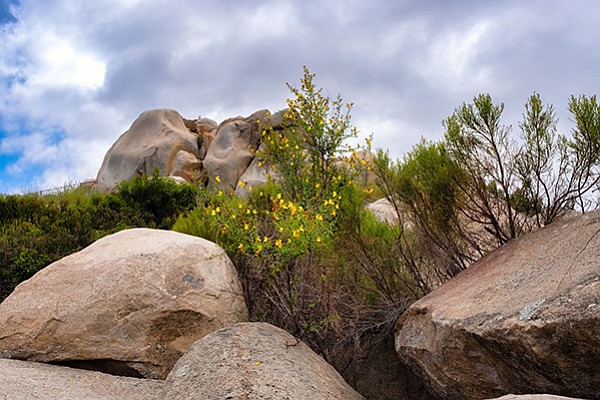 Boulders and wildflowers on the West Ridge Trail