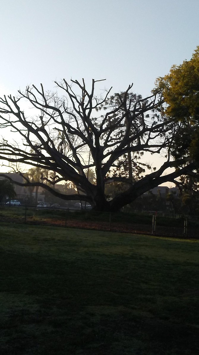 Old Fig Tree before removal #1