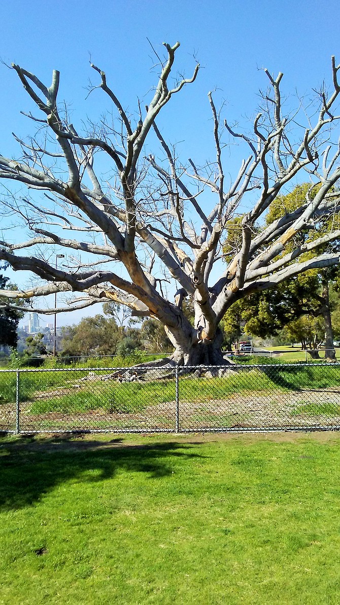 Fig Tree before removal #2