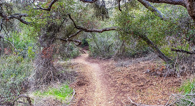 Del Mar Mesa Preserve—trees shade the trail