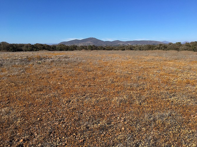 View of Black Mountain from giant dried up vernal pool filled with tarweed (the yellow flowers; Deinandra sp.), Del Mar Mesa, June 27th, 2018.  