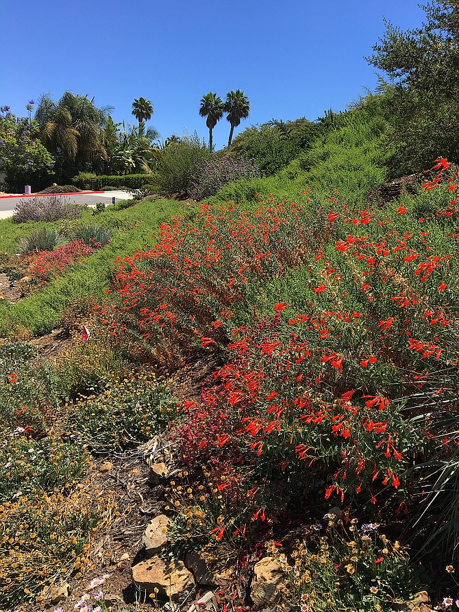 California fuchsia blooming on our California-nativized community slope.  Rancho Penasquitos, June 2018