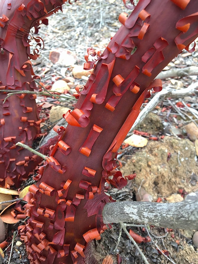 Peeling Eastwood manzanita (Arctostaphylos glandulosa) bark, Lake Miramar, Mira Mesa, June 2018