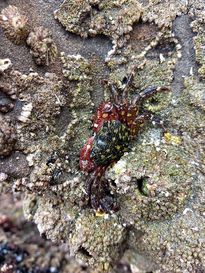 Striped shore crab at a tide pool near Dike Rock in La Jolla 