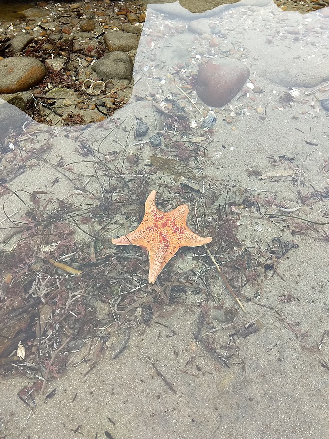Photo by Ashlyn Bahrychuk
Bat stars, like this one at Dike Rock, seem to be unaffected by the wasting disease that wiped out ochre sea stars along the West Coast