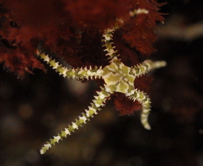 Brittle star, ophionereis diabloensis, in San Diego County, one of four observed along the California coast