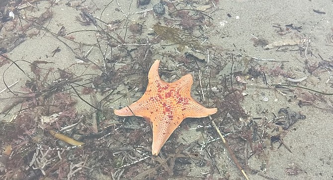 The bat star, seen near Dike Rock, does not seem to be affected by the wasting disease that wiped out other sea stars along the West Coast