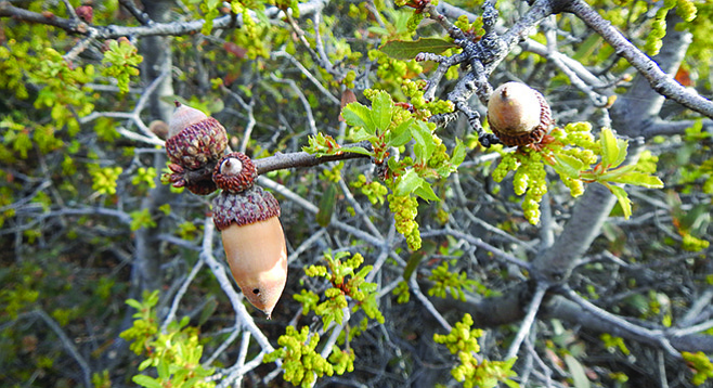 Scrub oaks on the trail may have acorns