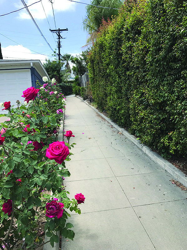 Roses add color to this walkway