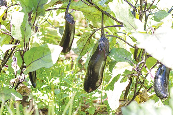 These Japanese millionaire eggplants are among the over 50 varieties of fruits and vegetables at Two Forks Farm. 