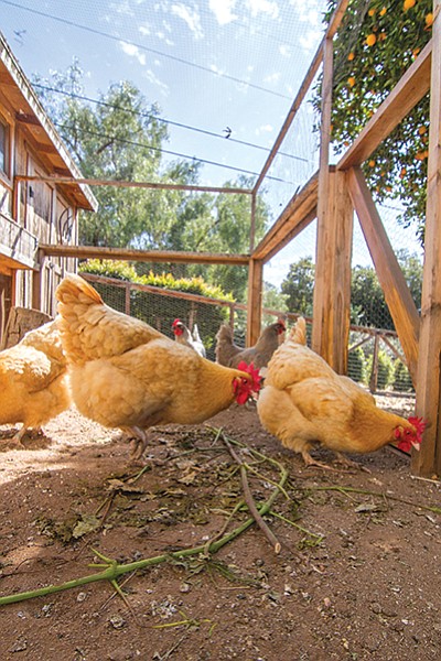 Watlington calls these Orpingtons “the golden retriever of chickens.”