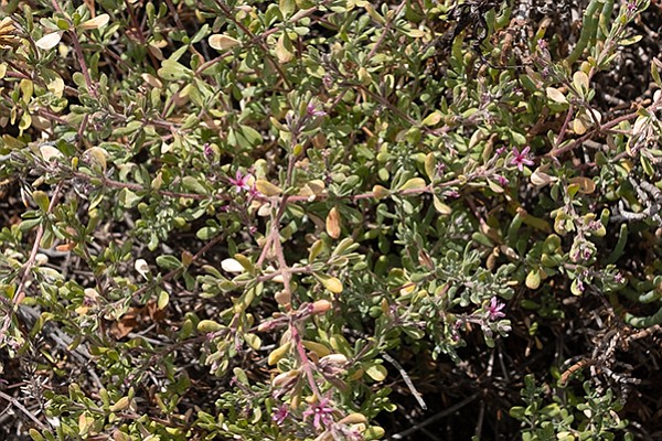 Stonebride-Alkali Heath (Frankenia salina) is a woody perennial that grow in a salt marsh.