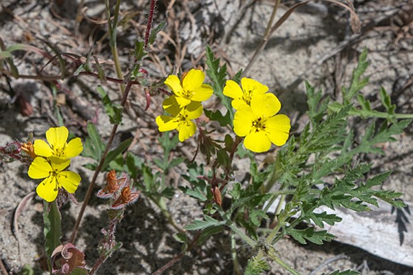 California Sun Cup (Camissoniopsis bistora) is a salt-sensitive annual.