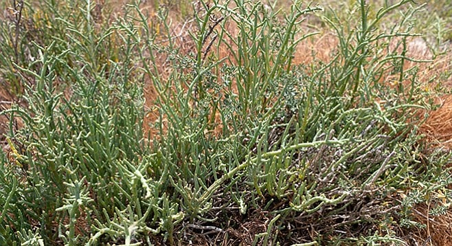 Pickleweed is a salt-tolerant plant.
