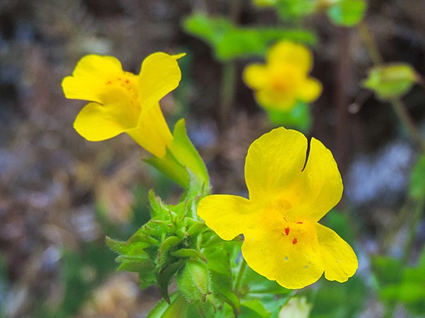 A profusion of seep monkey flowers adorn the creekside trail.
