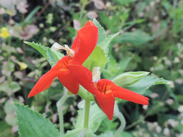 Bright red scarlet monkey flowers add color to the creek bed.