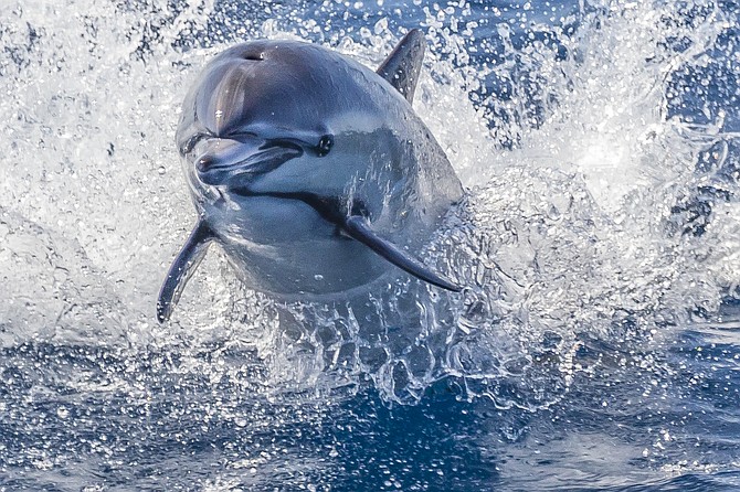 Common dolphin captured during trip with San Diego Whale watch