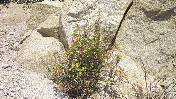 Bush monkeyflower getting blooms from a stone