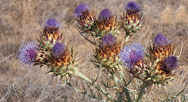 Artichoke thistle - Image by Don Fosket