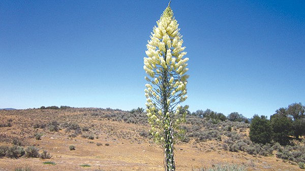 Chaparral yucca at Aquanga. "The low rainfall is due to the rain shadow of Palomar Mountain." 