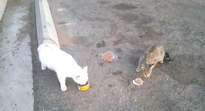 Cats on Plaza Blvd. "They like chicken adobo."