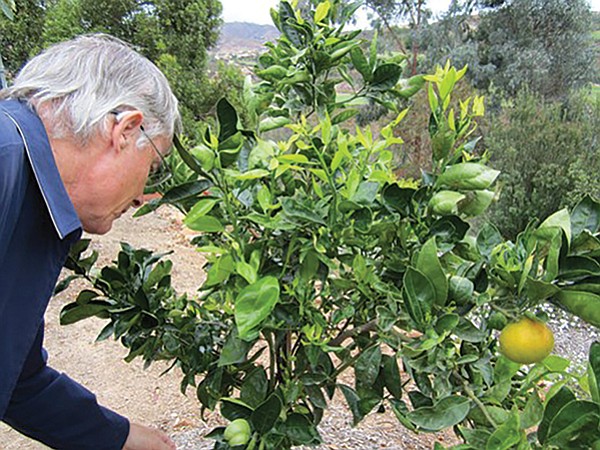 Leighton tending a citrus tree