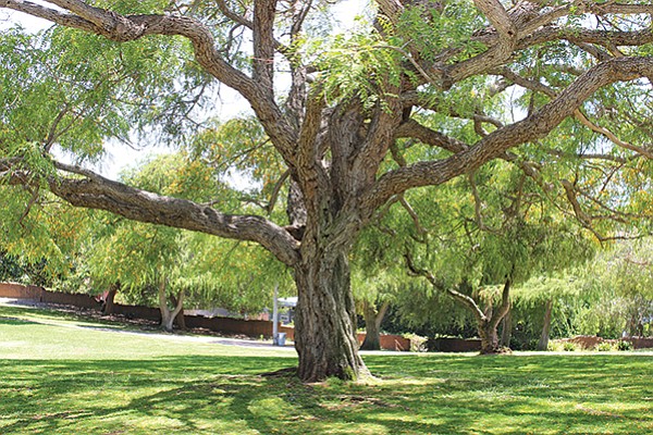 Peruvian pepper trees shading the grassy lawn