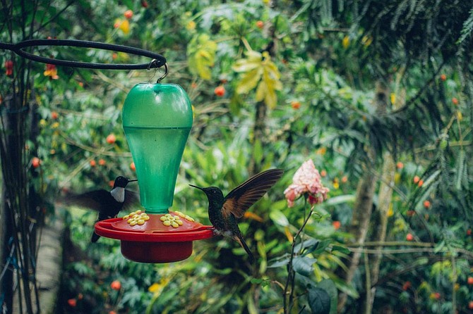 Hummingbirds at the Colibri Casa
