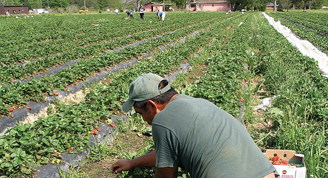 "The farmworker population has pretty much aged out.”
