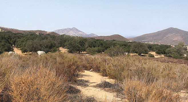 A view from the trail shows the oak woodland in the pasture lands of East County