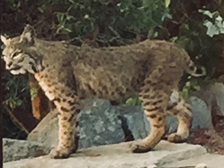 Bobcat at Robbins ranch on August 20.