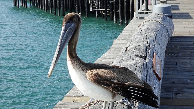 An un-shy pelican on Stearns Wharf in Santa Barbara apparently didn't mind its photo being taken. This was on a trip to this beautiful city a while back.